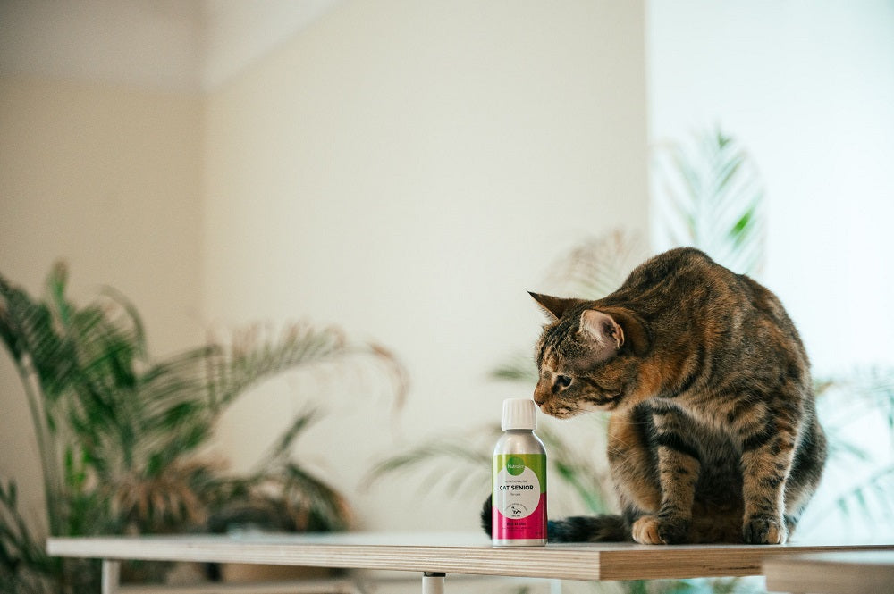 Nutrolin Cat Senior