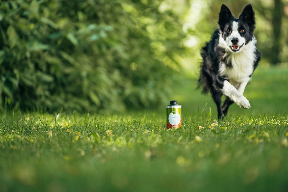 Nutrolin Sport - NEW with pump